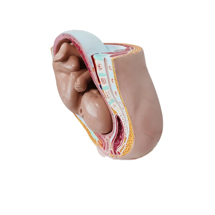 ANATOMY - FEMALE 解剖学模型 SLRMKK Female Anatomy Figure - 30cm Human Anatomical Model - 1:6