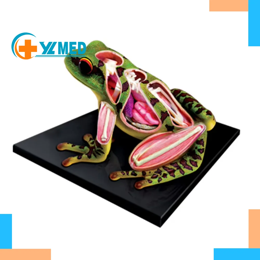 4D Frog Anatomical Model with 31 Parts PVC Skeleton Organ Structure Biology Teaching Resource for Schools