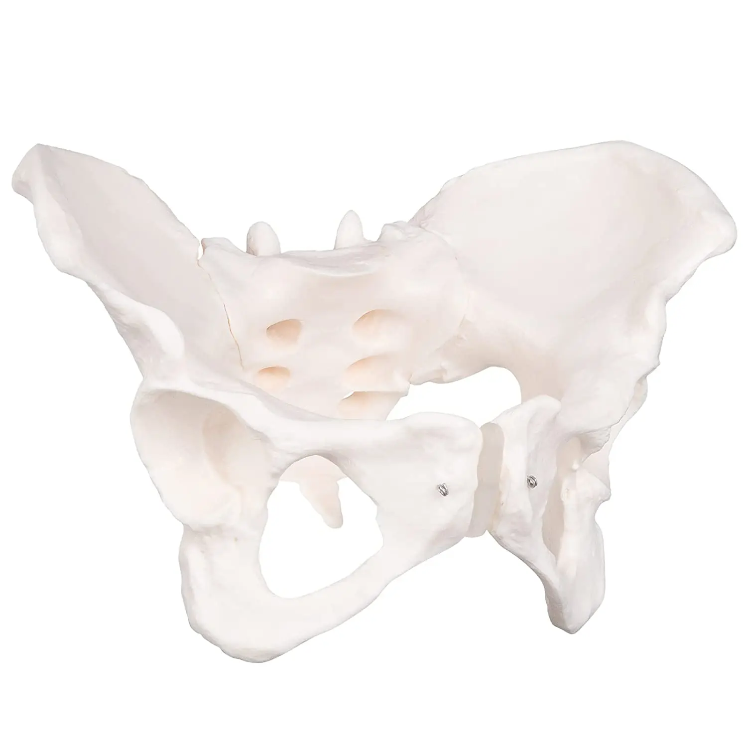 Life Size Female Pelvis Model Anatomical Skeletal Hip Bone Skeleton ...