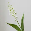 Mughetto bianco
