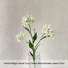 Lycoris Radiata N.º 2