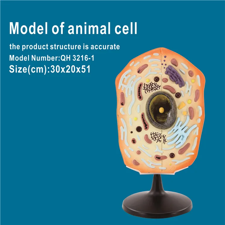 Enlarged detailed ABS anatomical animal cell structure model animal