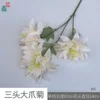 Three-headed Giant Claw Daisy XH Champagne