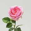 สีชมพู