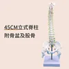 Colonne vertébrale verticale de 45 cm avec bassin et fémur