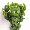 Circa 30 fiori di gelsomino per mazzo
