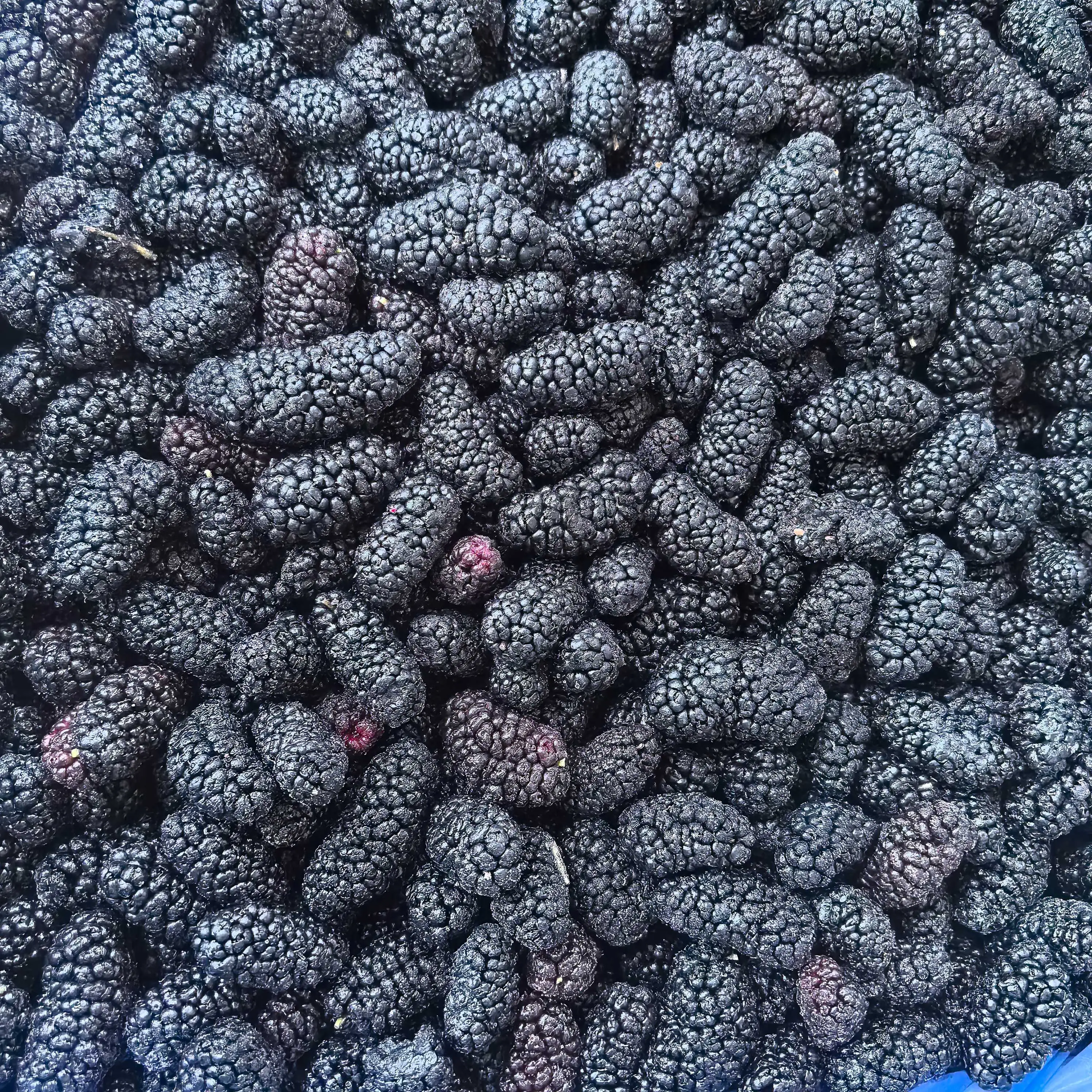 Wholesale Frozen Mulberry Cheap Bulk Passed New Crop Brine Preserved Whole Frozen Mulberry