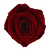 Win Red