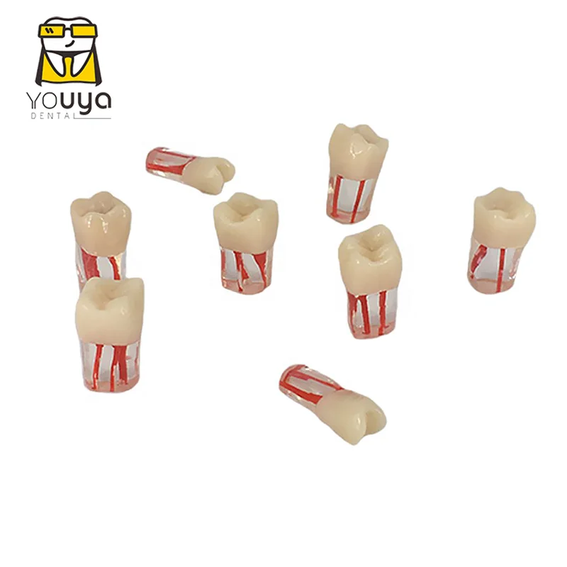 
 Стоматологический эндододонтический обучающий учебный модель корневого канала, модель зубного канала  