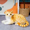 Posa del gatto giallo arancione