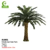 palmera de dátiles