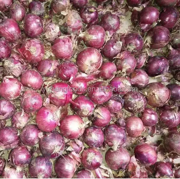 red onion 2.jpg