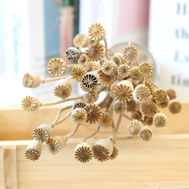 Dried Poppy Seed Pods Image & Photo (Free Trial) | Bigstock