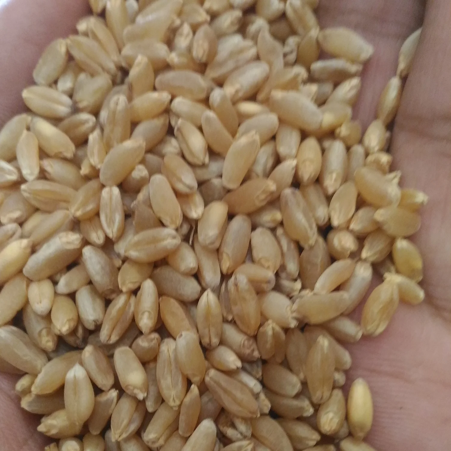 高筋硬粒小麦 Buy 优质硬质小麦 优质硬硬粒小麦 印度硬粒小麦product On Alibaba Com