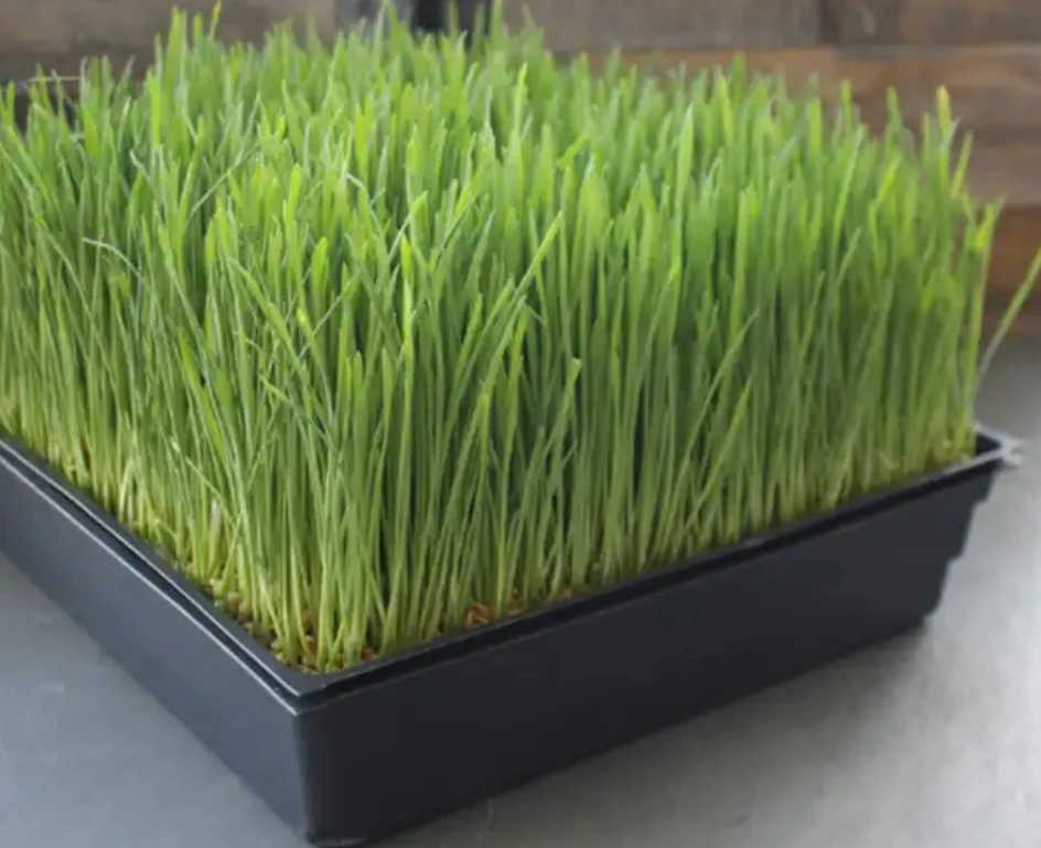 1010 Seed Tray Extra Strength Fodder Hydroponic Barley Tray For Growing ...