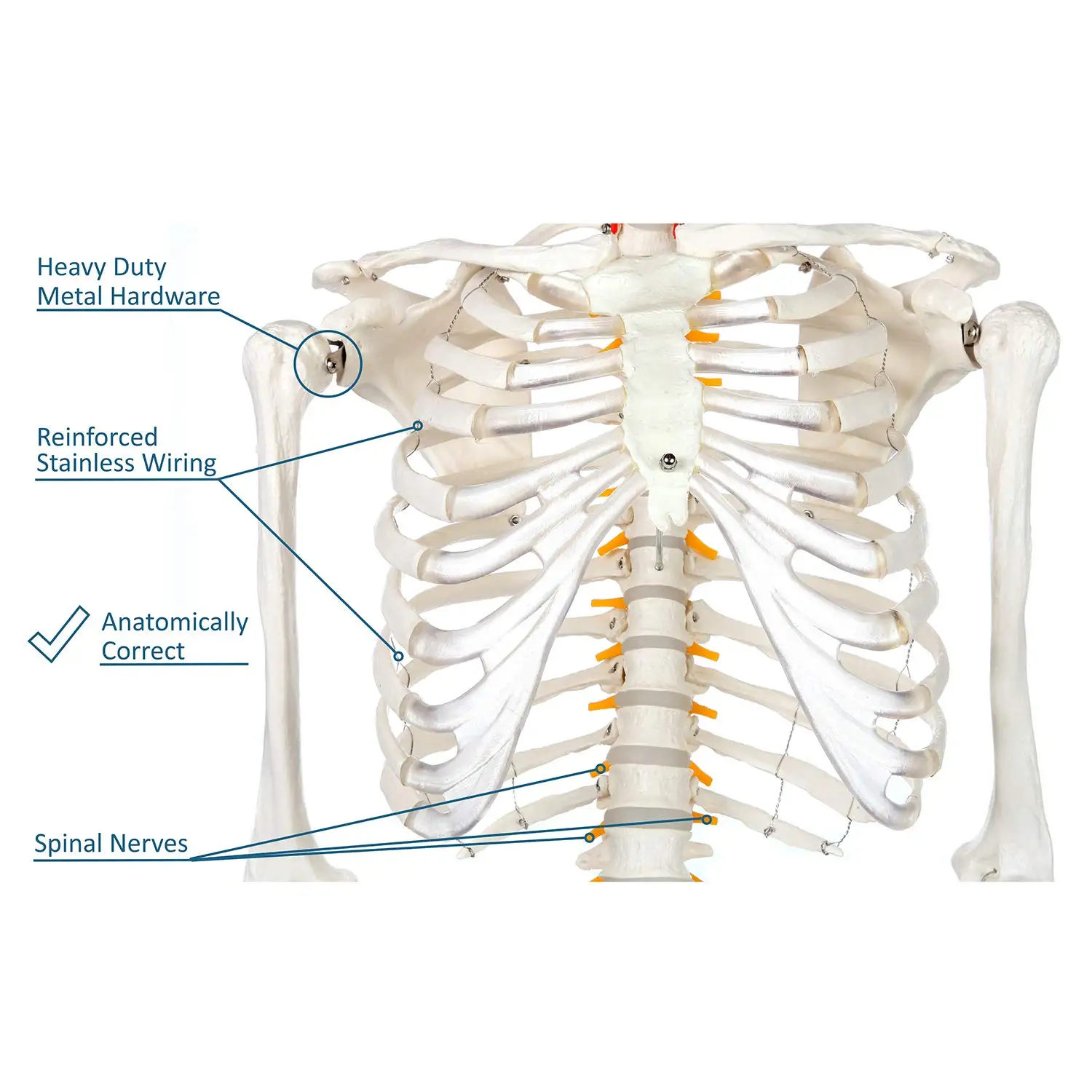 85cm Human Spinal Nerve Skeleton Model Flexible for Medical Training.