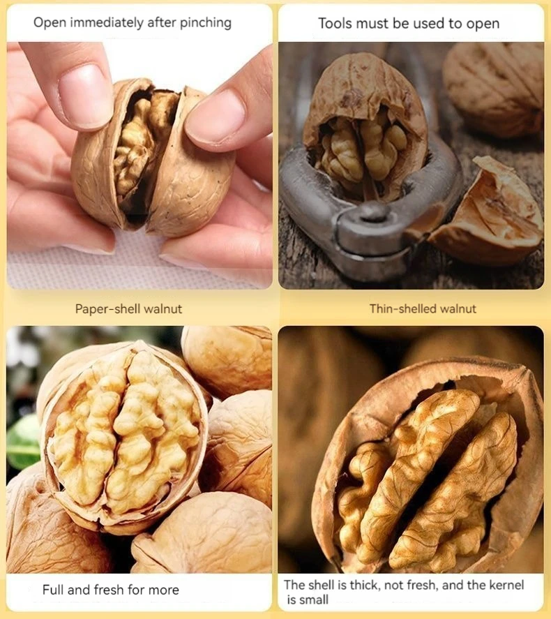 China Origin Wholesale Walnuts With Shell - Buy Walnuts With Shell ...