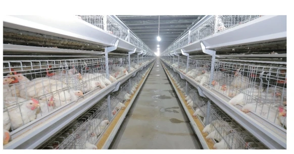 Poultry Farming Equipment Manufacturer 4 Tiers H Type Parent Chicken Battery Breeder Cage 15