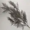 gris