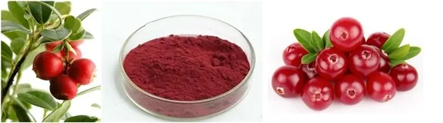 喷雾干燥蔓越莓果汁粉 蔓越莓植物提取物原花青素1 60 和花青素1 25 Uv Buy 蔓越莓果汁粉 蔓越莓植物提取物 海洋喷雾干燥的蔓越莓汁