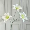 Núcleo Verde Blanco