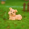 Jardín Chino - Perro adorable
