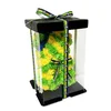 Ours du Brésil + Coffret Cadeau