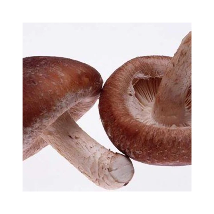 Конкурентоспособный, здоровый, неплохой экстракт грибов Shiitake по низкой цене