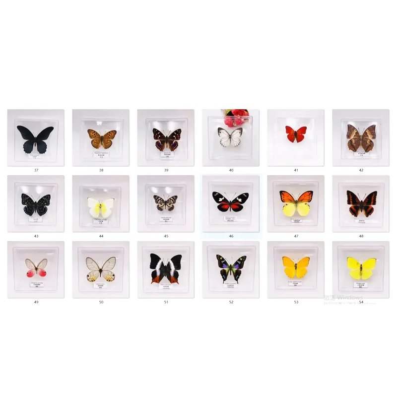 Peru Morpho helena 98mm very small rare Rare Real Butterfly Morpho