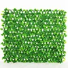 pothos leaves