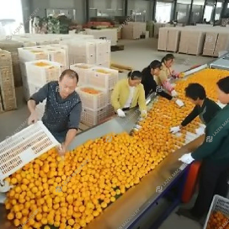 LAZEN Customized 1~25 Tons Per Hour Industrial Complete Full Automatic Citrus Juice Processing Machinery