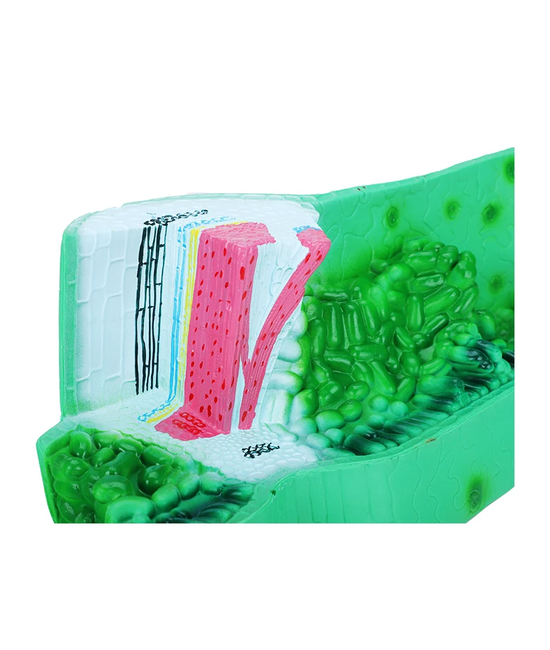 product sciedu teaching equipment biology model leaf structure anatomy model plant cell model teaching aid-7