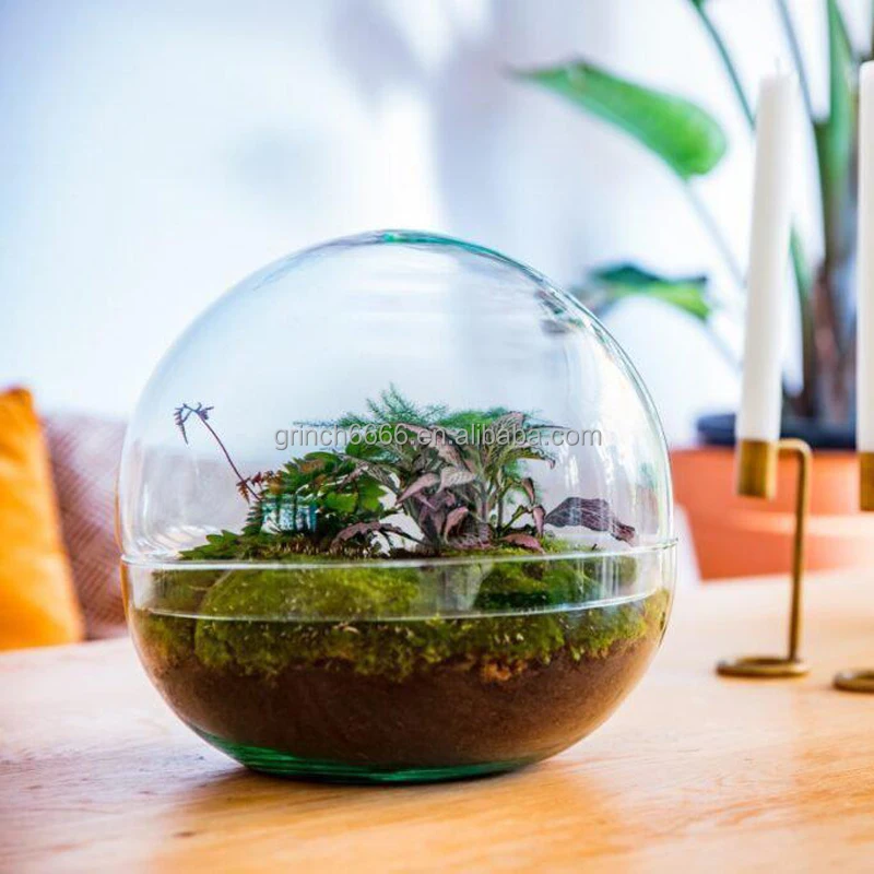 Domed Glass Terrarium Botanical Plants Vase Globe Terrarium Kit Buy