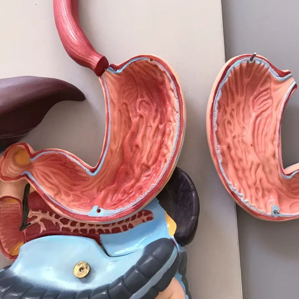 3D Human Digestive System Anatomical Model for Medical Science Teaching