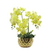 Giallo