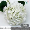 ดอกไฮเดรนเยียสีขาว 116 กลีบต่อก้าน