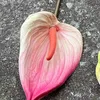 5# Pink, B7 guanyin lotus meat powder