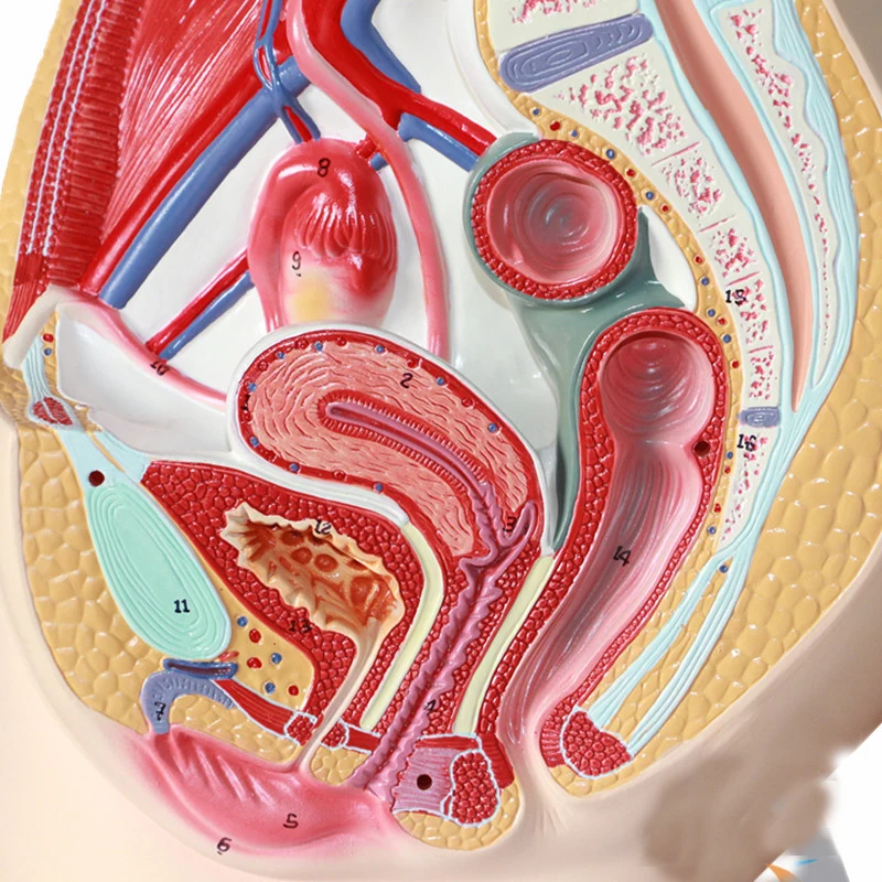 Pelvic Sagittal Section Model Urinary System Model Of Internal And External Organs Buy Pelvic