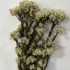 Flor blanca de tallo original.