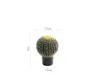 Cactus di piccole dimensioni
