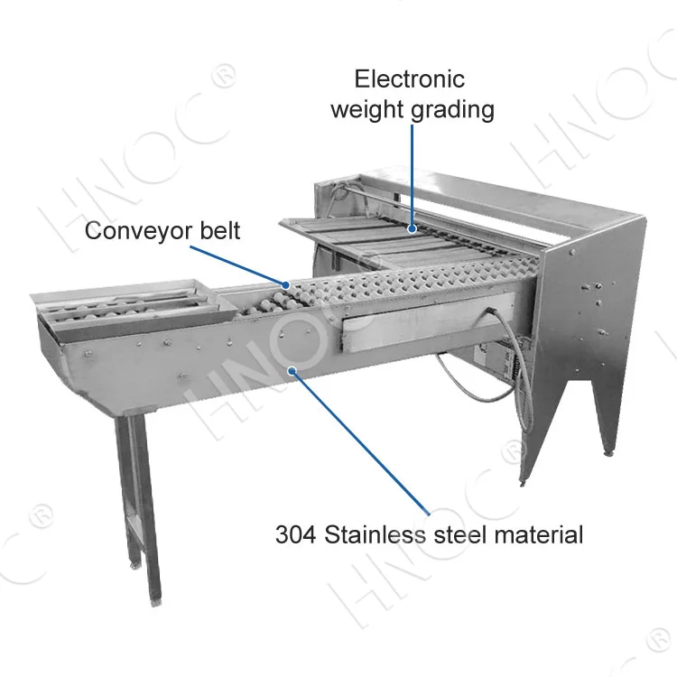 Small Scale Automatic Chicken Egg Weight Sorter Size Classify Grader Sort Egg Grade Machine by Weight