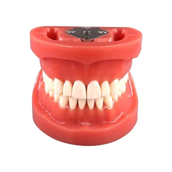Student Practice Nissin 200 Type Teeth Jaw Dental Model| Alibaba.com