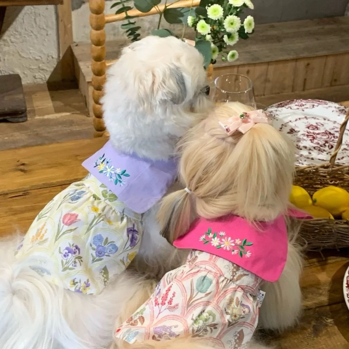 Wholesale Dog Summer Dress for Small Dogs Floral Dress Maltese Cat Cute  Tiny Clothes Pet Korean Style