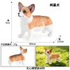 Corgi de pie colorido 3591