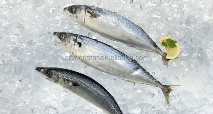 Premius Quality China Origin Frozen Pacific Mackerel With All Size ...