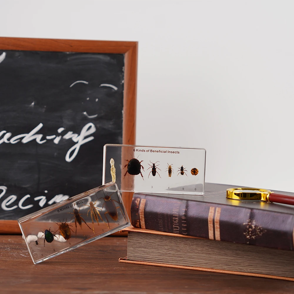 6 видов полезных образцов насекомых и биологическая модель учебные пособия для