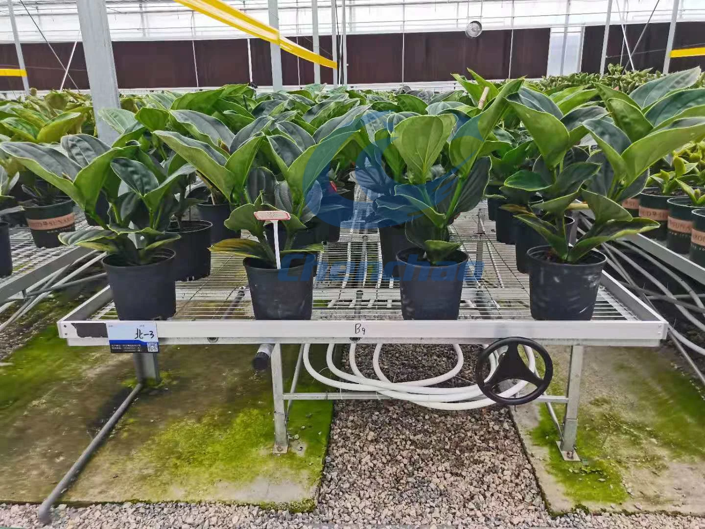 Premium Greenhouse Equipment Suppliers Chenchao