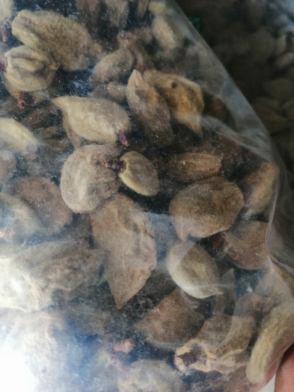 Herb Young Immature Fruit of Peach Dried Immature of David Peach for Sale