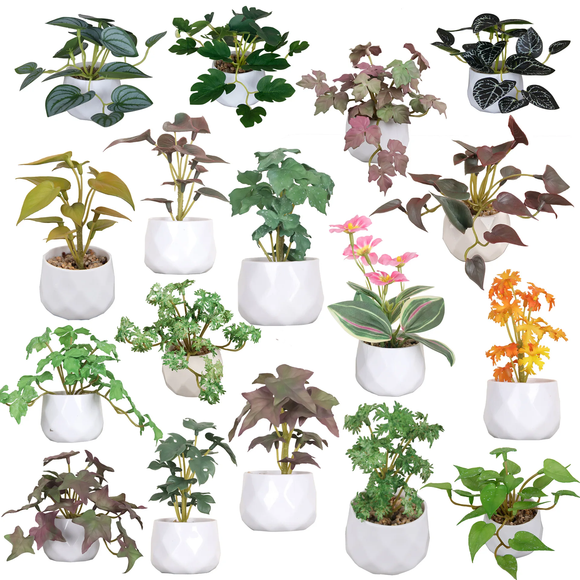 palm like house plant Palm Ponytail main image 1