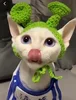 sombrero de shrek